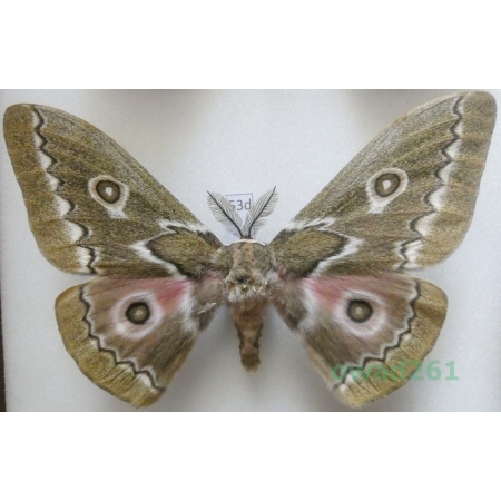 Gonimbrasia tyrrhea (Cramer, 1775) male ex. ovo South Africa 104mm53d